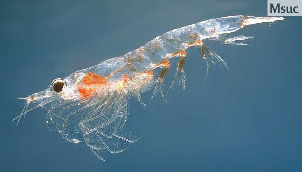 que son capsulas aceite krill