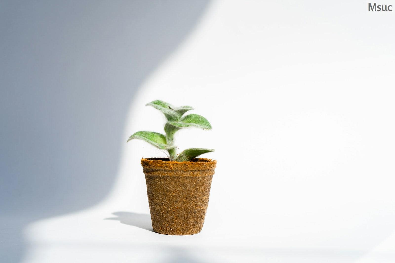 Planta