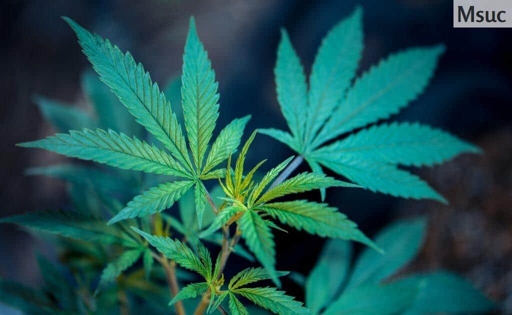 Características grow shop